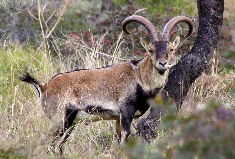 La Reserva Regional de Caza de las Batuecas celebra la subasta anual de corzos, cabra montés y becada