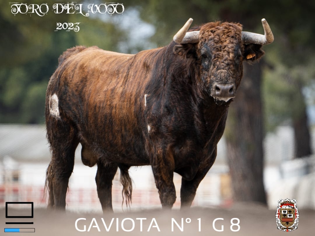 Elegidos los toros protagonistas en el esperado encierro del Toro del Voto 2023 en Villoria