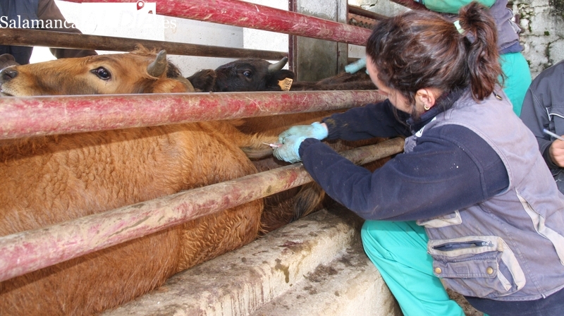  Las OPA piden al consejero de Agricultura que explique su política de saneamientos ante el malestar de los ganaderos de vacuno