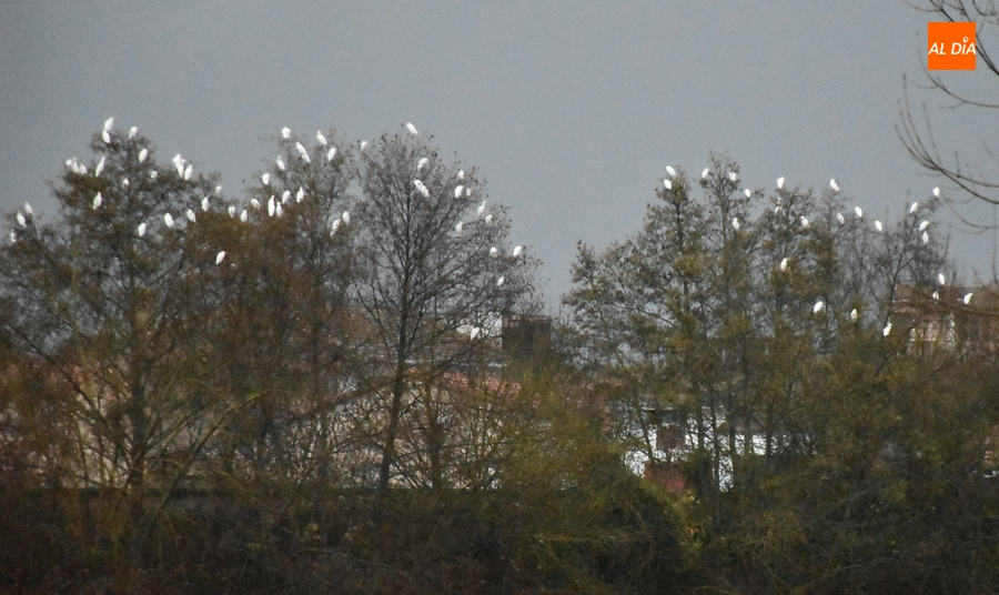 Asenavis programa un taller de cantos de aves