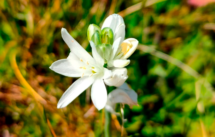 Siega Verde añade este fin de semana rutas por los recursos botánicos a sus visitas guiadas