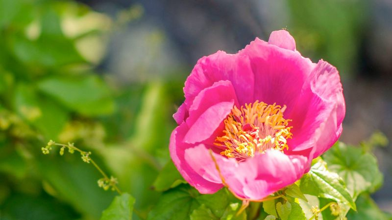 Ruta de las Peonías, senderismo por la biodiversidad de la Raya portuguesa