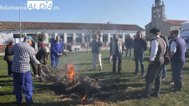 Cerezal de Peñahorcada tiene todo dispuesto para su Fiesta de la Matanza Tradicional  