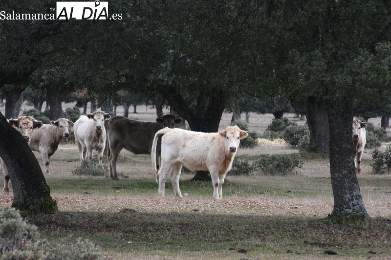 El vacuno continúa con los precios al alza junto con el ovino y el porcino / CORRAL