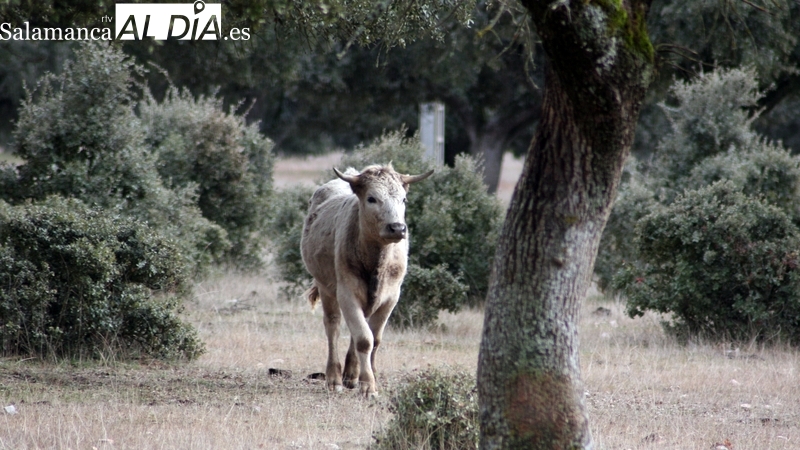 La Asociación ’19 de Abril denuncia’ recortes en los coeficientes que determinan los pastos subvencionables