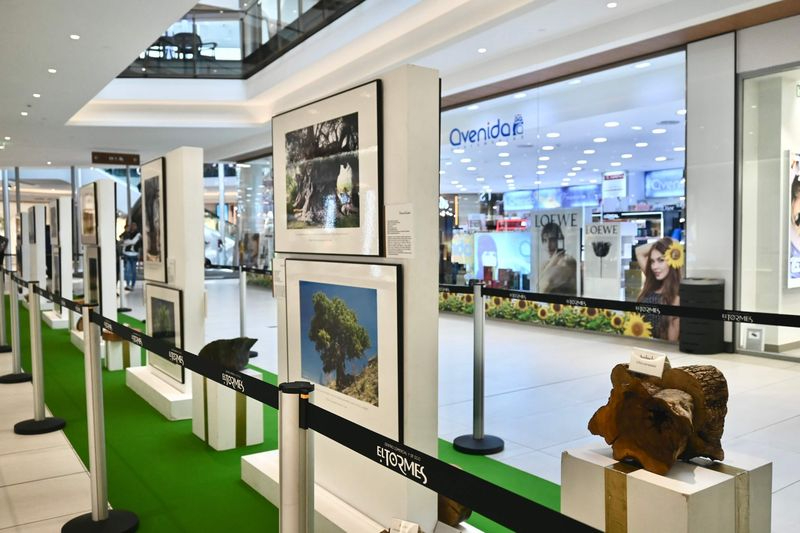 Ya puedes ver ‘Los Reyes del Bosque’