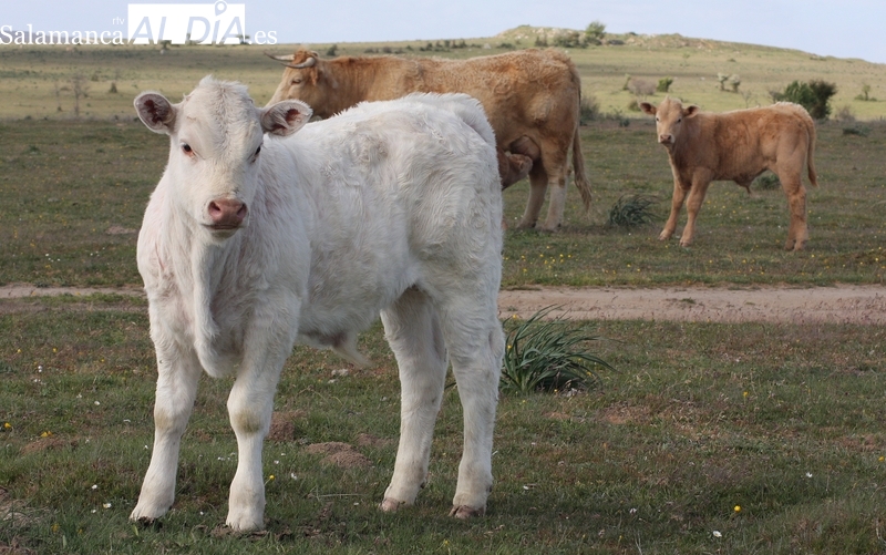 Estrepitosa caída del cereal mientras la carne cotiza al alza  