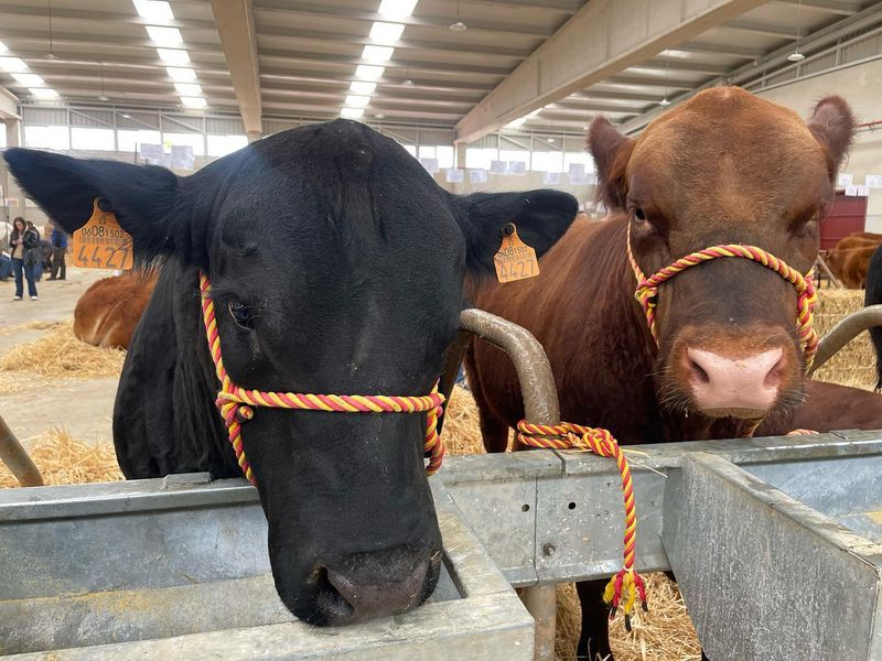 Entrada libre para ver el Salón de Vacuno con más de 250 animales