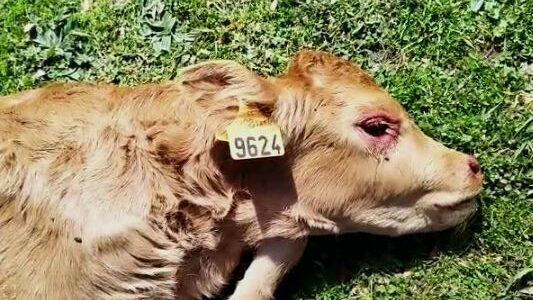 Los buitres provocan la muerte de un ternero recién nacido en Abusejo