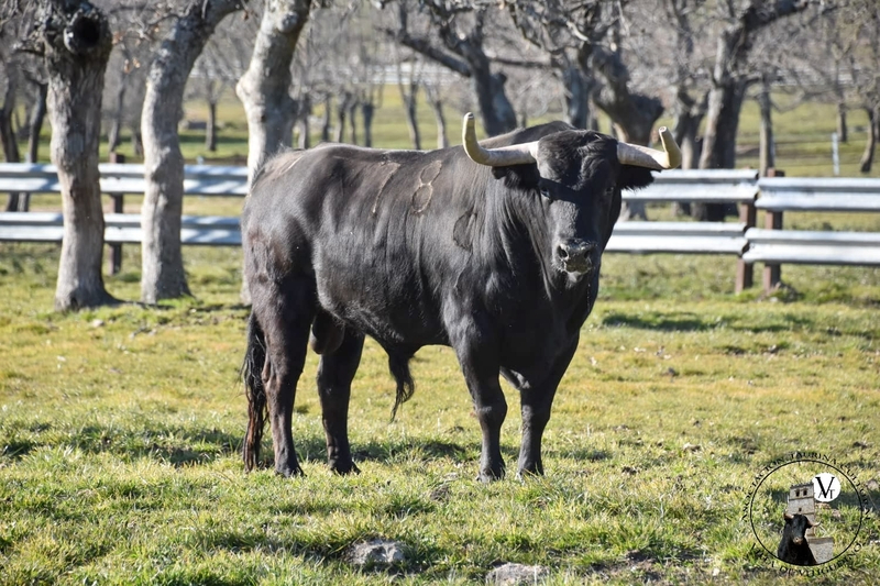 ¿Te gustaría visitar una ganadería de Salamanca?