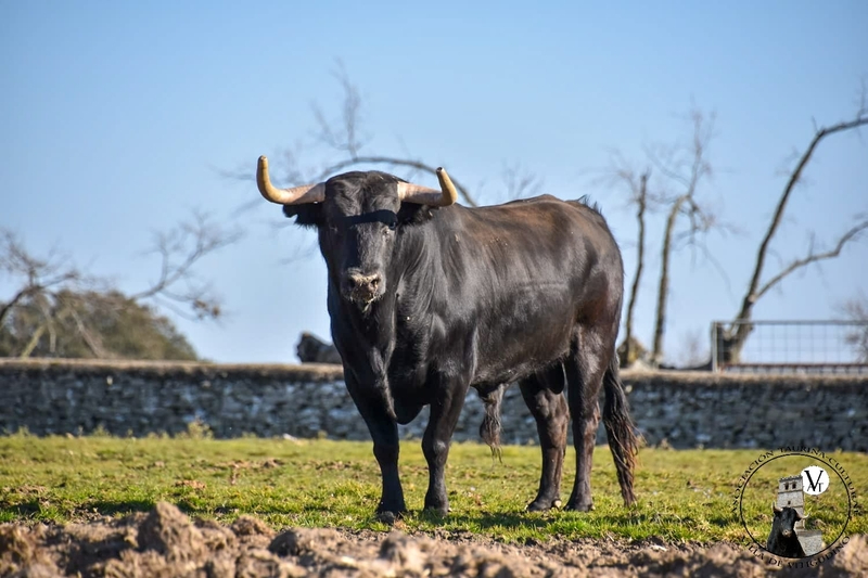 ‘Ochogatos’, de Domingo Hernández, acompañará a ‘Bilanero’ como segundo Toro de Cajón en el pre-Corpus de Vitigudino