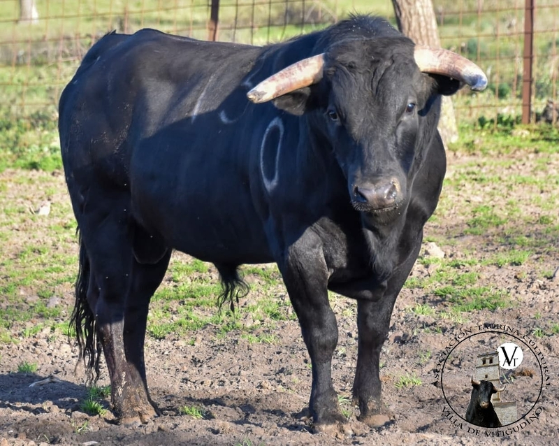 Trenzado, de la ganadería de Sánchez Arjona, acompañará a Ochogatos y a Bilanero en el VII Toro de Cajón de Vitigudino 