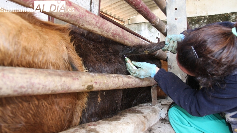 La ‘19 de Abril’ pide a la Junta que mantenga la exención de tasas veterinarias en las campañas contra la tuberculosis y lengua azul 