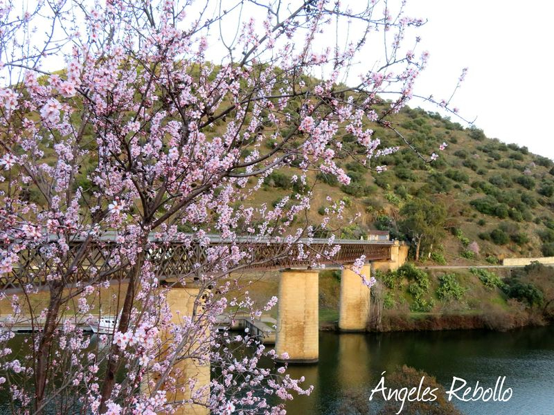 El renacer del almendro