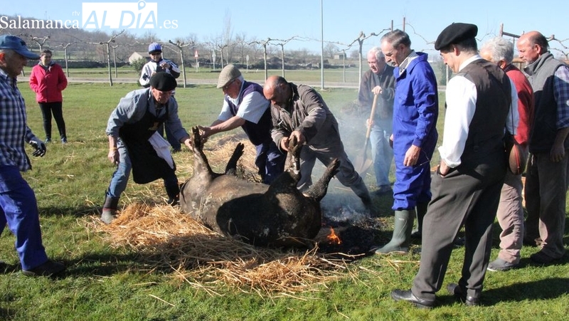 Cerezal de Peñahorcada se prepara para una nueva edición de la Fiesta de la Matanza