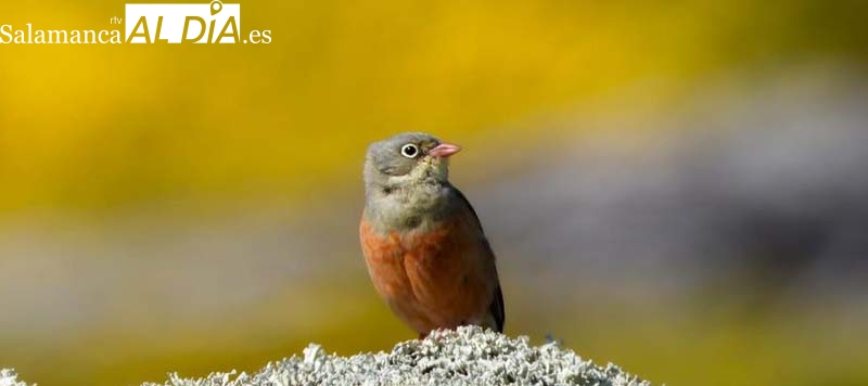 La importancia de las aves en nuestro entorno y cómo relacionarnos con ellas
