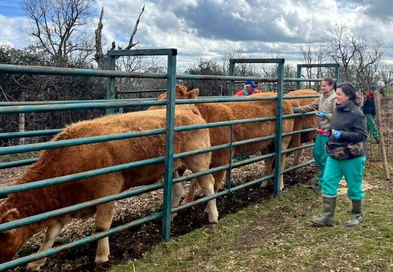ASAJA pide a la Junta ampliar el período de exención de tasas veterinarias
