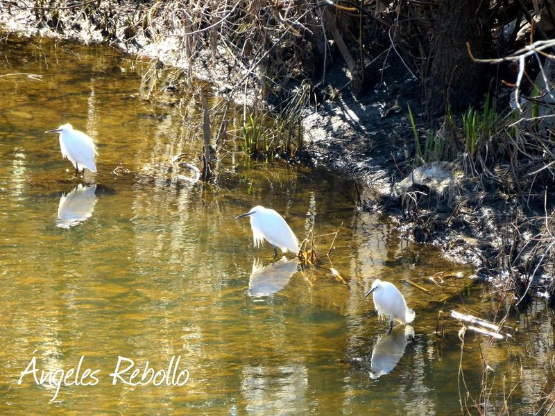 Mañanas sin estrés
