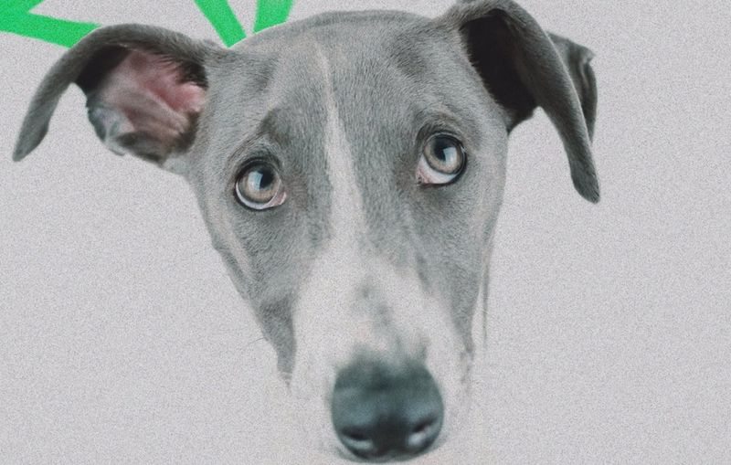 Al menos 546 perros de caza se abandonaron en 2022 en Castilla y León