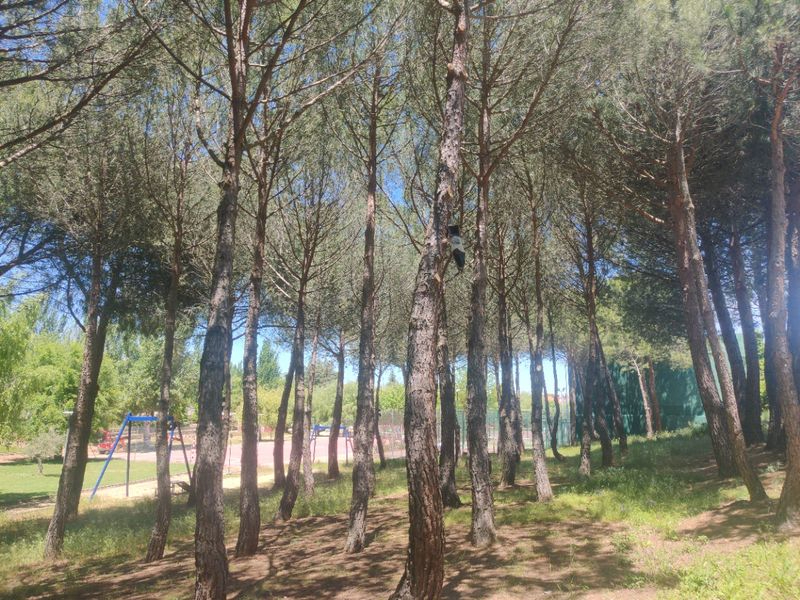 Nueva campaña para combatir la procesionaria en varias zonas de Santa Marta