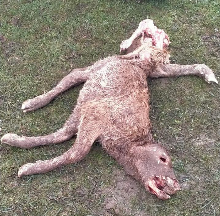 Los buitres atacan una explotación ganadera en San Pedro de Rozados