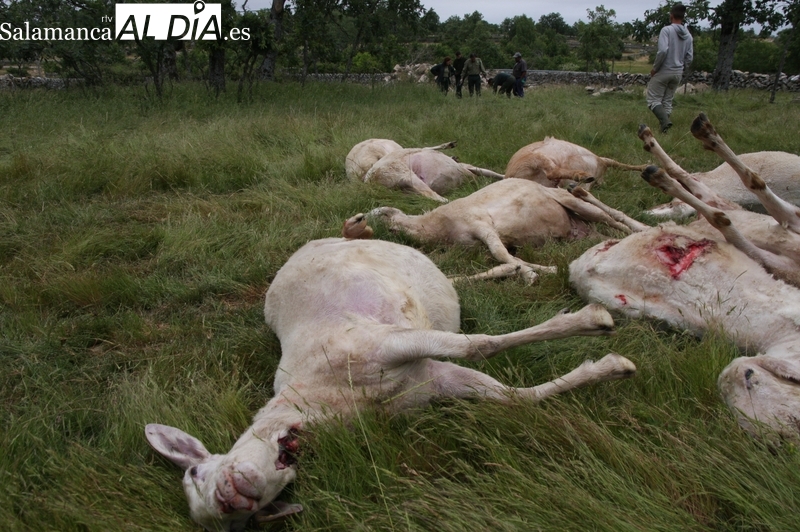 El BOCyL publica la nueva regulación de los pagos compensatorios por daños del lobo para toda Castilla y León 