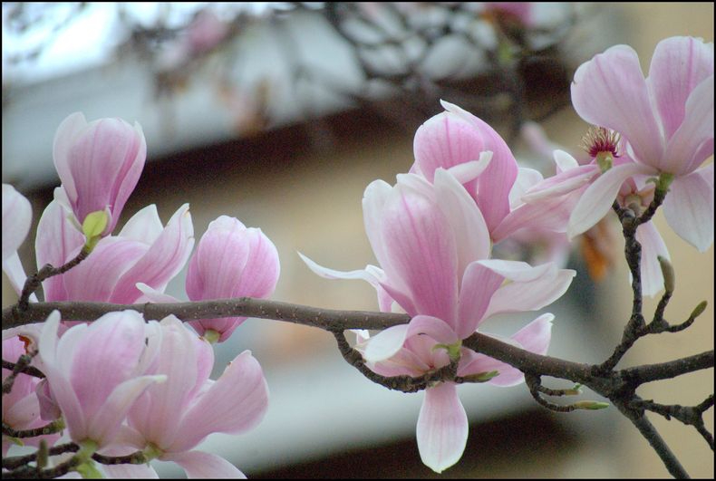  Itinerario salmantino. Los magnolios que anuncian la primavera