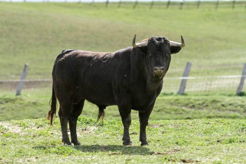 Todo listo en Cantalapiedra para vivir el I Toro de la Misericordia
