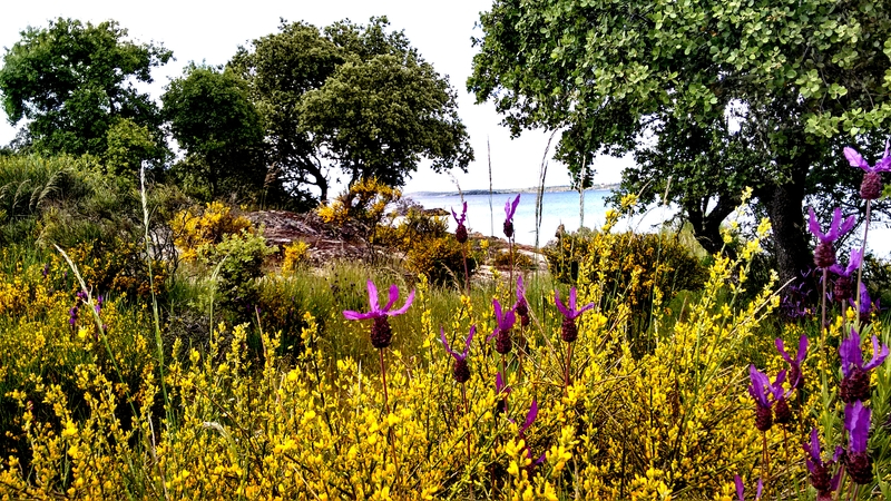 ¿A dónde nos vamos? -a Sardón