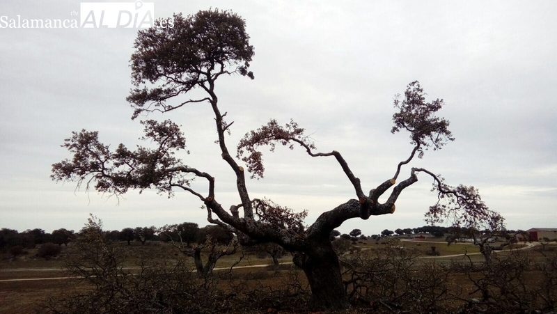 Malestar entre los propietarios forestales y cortacinos con algunos agentes forestales de la zona de Fuentes de Oñoro