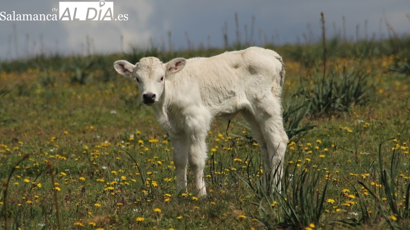 La sequía y el veto de la UE al grano ucraniano marcan nuevas subidas del cereal