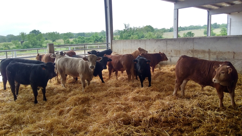 Dehesa Grande, lo local se internacionaliza 