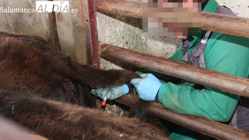 La Asociación de Ganaderos ’19 de Abril’ llega a su mayoría de edad en un año marcado por la tuberculosis y la sequía