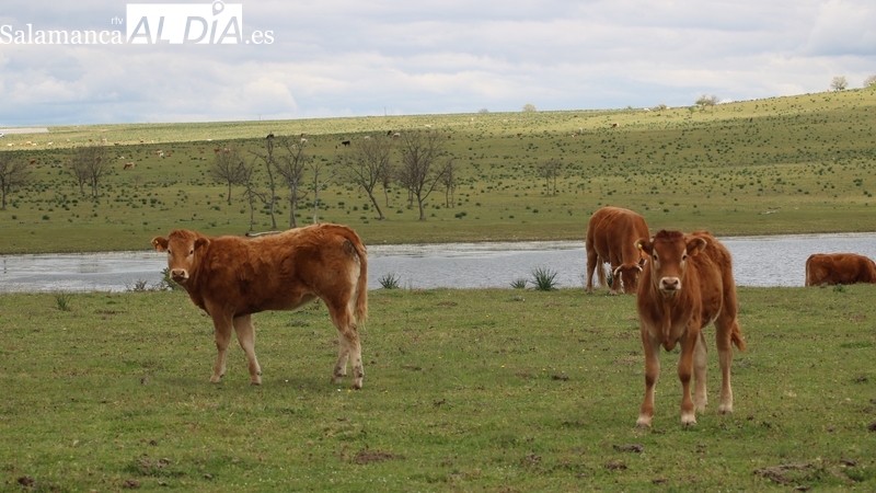 Lunes de transición con repetición en todas las mesas