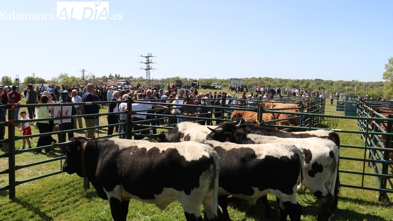 La feria ganadera de San Felipe no faltará a su cita el 1 de mayo en Barruecopardo