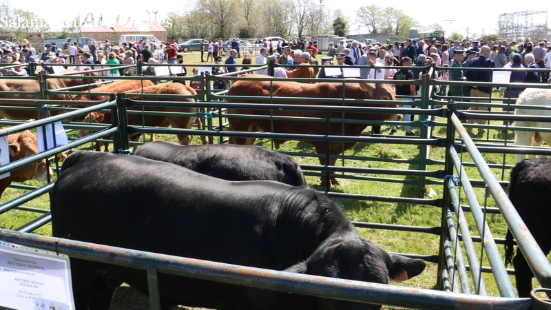 Barruecopardo está preparado para una nueva edición de la feria ganadera de San Felipe