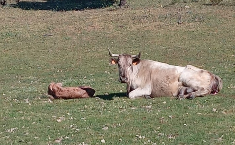 Los buitres acaban con una vaca recién parida y su ternero en el municipio de Puertas
