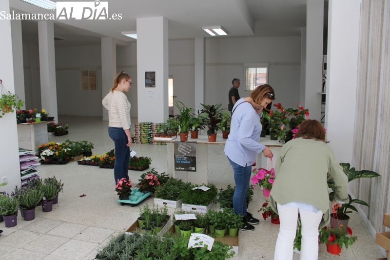 Manos Unidas de Alba de Tormes comienza la venta de plantas
