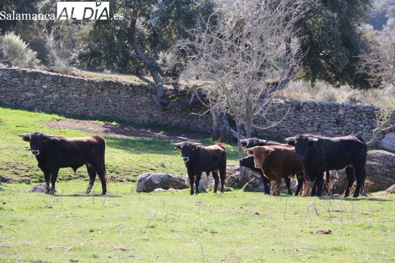 Rollanejo, biodiversidad ligada al toro bravo y al porcino ibérico  