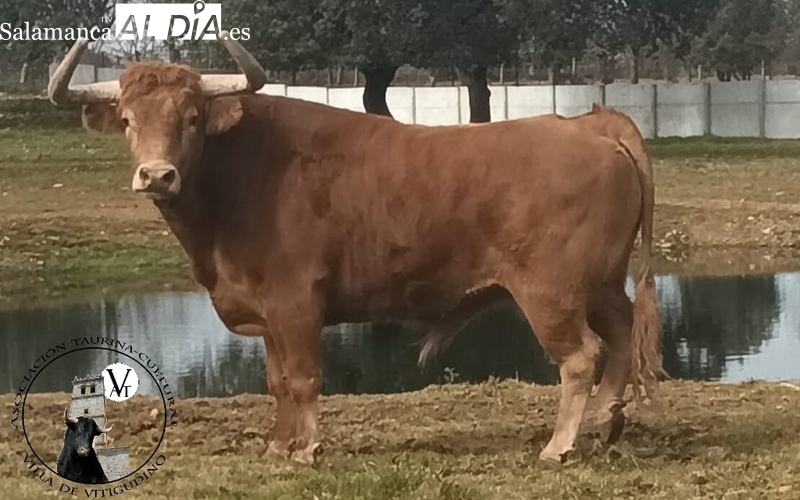 La Asociación Taurina Cultural Villa de Vitigudino pone a la venta camisetas para colaborar en el VII Toro de Cajón