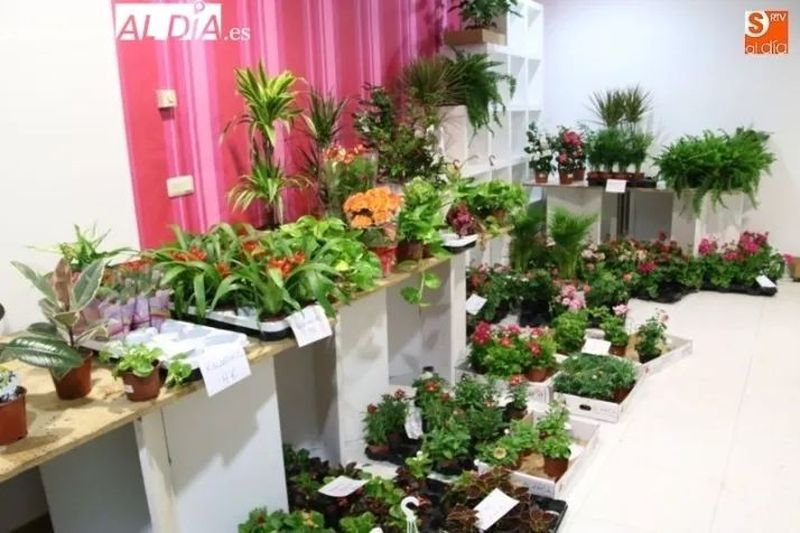 Vuelve la venta de plantas de Manos Unidas 