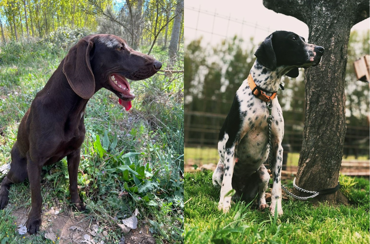 Solicitan ayuda para localizar dos perros robados en Águeda