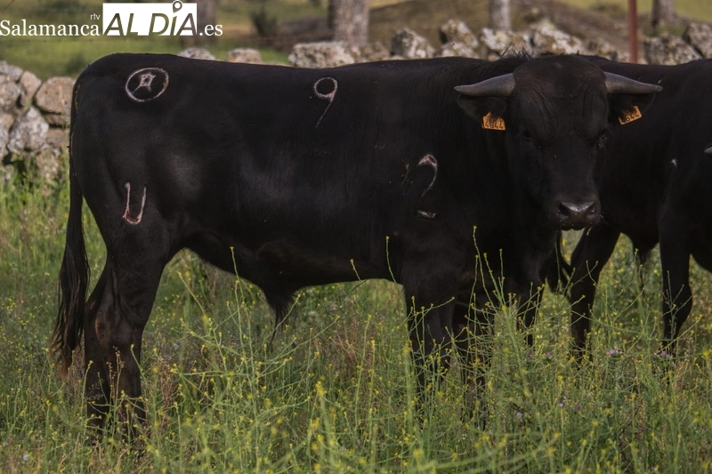 Bogajo ya tiene el ganado para la clase práctica del 25 de junio