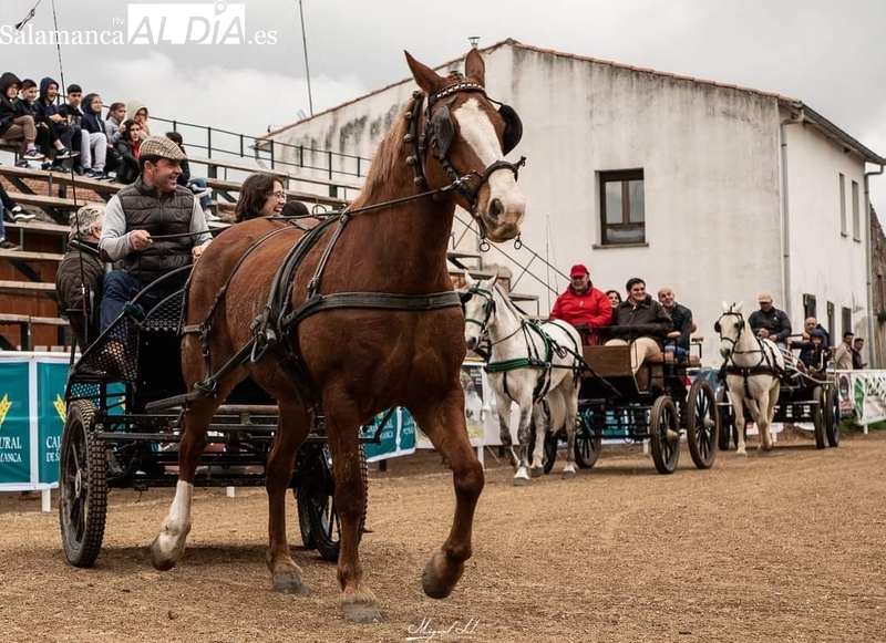 Gran ambiente ecuestre en la II Feria Solidaria del Caballo de Bañobárez