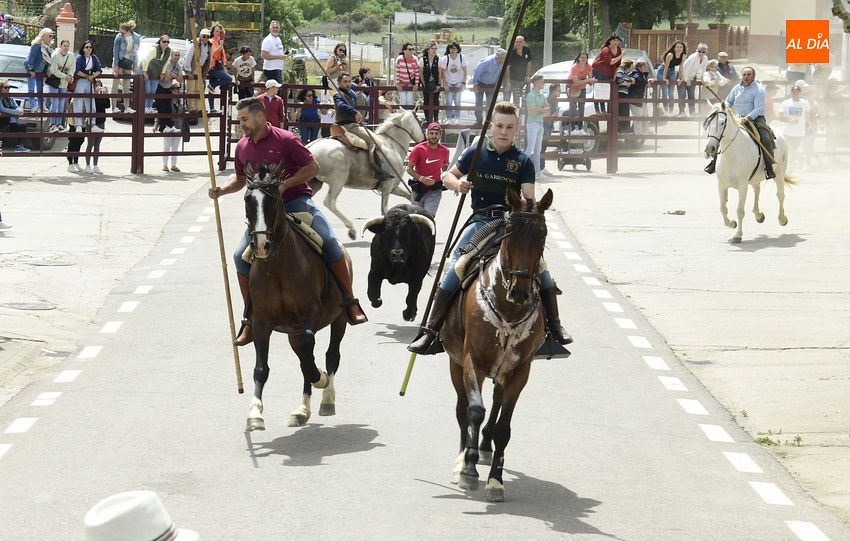 Un solo novillo logra entrar en el encierro a caballo de Gallegos de Argañán