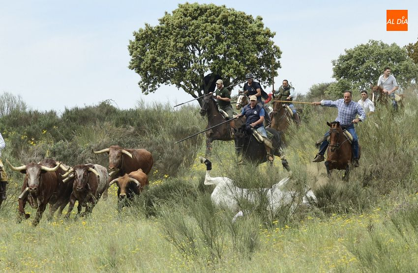 Sin éxito en el segundo y último encierro a caballo de Gallegos de Argañán