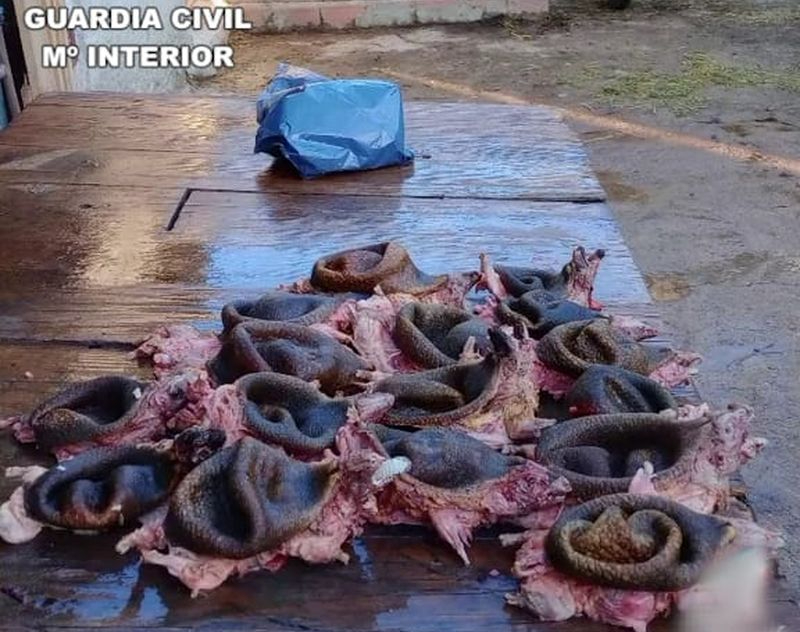 El caso del salmantino que cocinaba erizos cazados y difundía vídeos de ello en redes