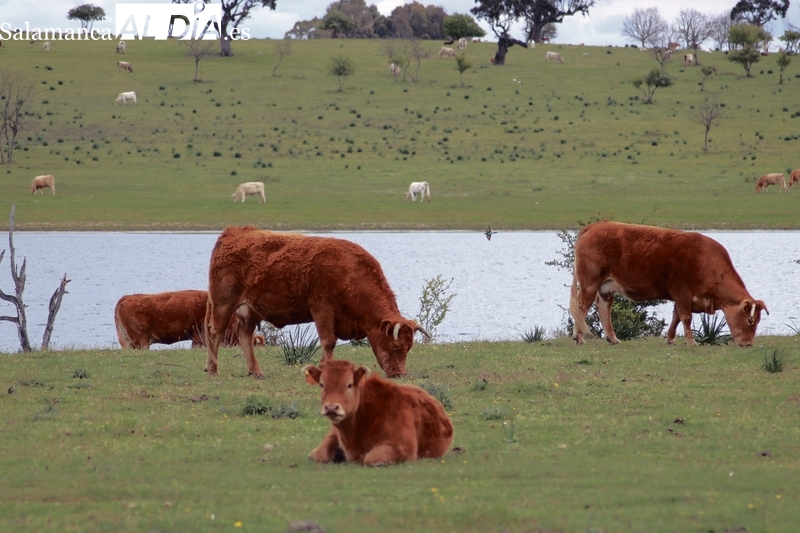 Cuperal está con los ganaderos