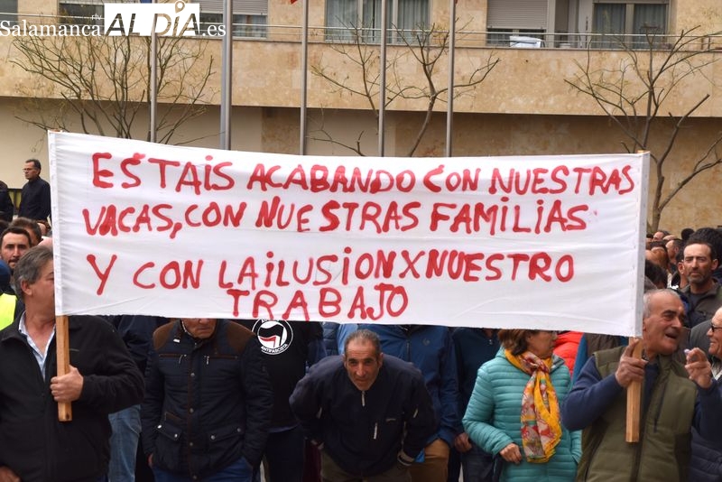 Estáis acabando con nuestras vacas y nuestras familias. Los ganaderos salmantinos estallan