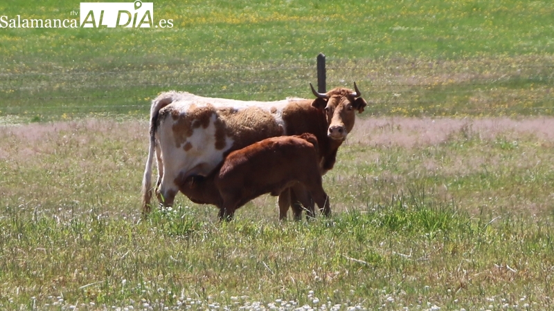 Los efectos de la sequía se trasladan a la Mesa del cereal con una subida generalizada de las cotizaciones